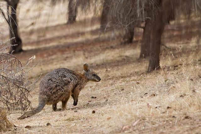 167 Kangaroo Island, tammar wallabie.jpg